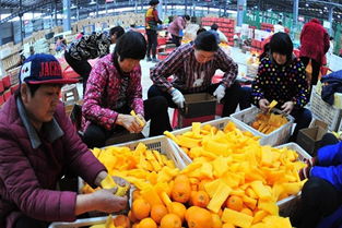 中工財(cái)經(jīng)視角下的農(nóng)產(chǎn)品產(chǎn)業(yè)發(fā)展分析