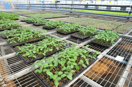 延慶區現代化育苗工廠 科技賦能農業，保障農產品穩定供應