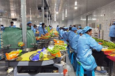 小青提點亮賓川經濟新引擎 錢大媽'百縣千村'系列報道云南行