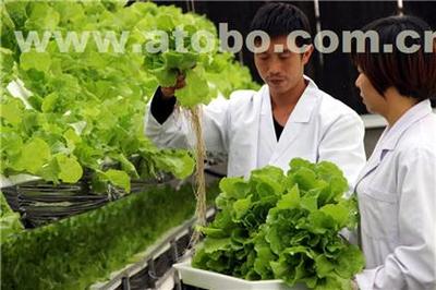 嘉寶農(nóng)產(chǎn)品 增城優(yōu)質(zhì)農(nóng)副產(chǎn)品與冷凍蔬菜專業(yè)供應(yīng)商