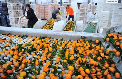 北京新發(fā)地市場(chǎng)助力湖北“宜昌蜜桔”銷售，拓寬農(nóng)產(chǎn)品流通渠道