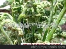 鹽漬蕨菜 優(yōu)質(zhì)農(nóng)產(chǎn)品，名珍農(nóng)副公司的特色選擇