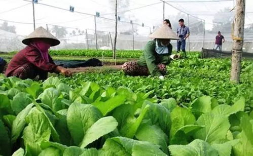 三農(nóng)日?qǐng)?bào) 有機(jī)農(nóng)業(yè)創(chuàng)業(yè)失敗四大原因與我國(guó)農(nóng)產(chǎn)品深精加工不足的思考