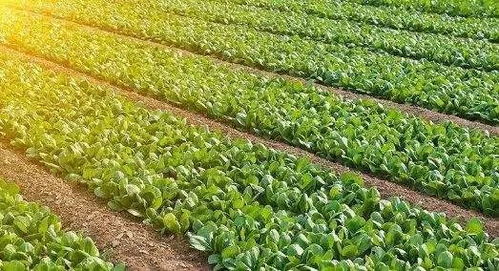 進口農(nóng)產(chǎn)品涌入中國市場的影響與意義