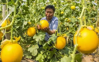 這些有關農產品安全的謠言，你信了么？