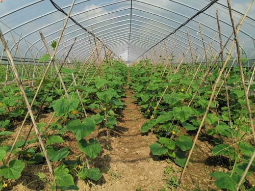 溧水兩家企業(yè)農(nóng)產(chǎn)品喜獲全國(guó)首批零碳認(rèn)證