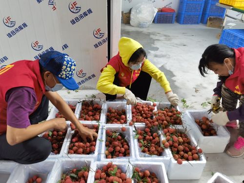 打通冷鏈“最后一公里” 供銷(xiāo)合作社系統(tǒng)助力生鮮農(nóng)產(chǎn)品溢價(jià)增值