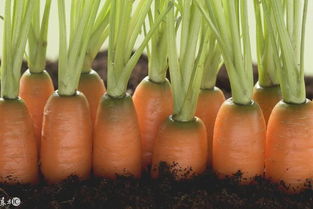 深耕田間，更要洞察市場(chǎng) 論農(nóng)產(chǎn)品銷售與營銷的本質(zhì)區(qū)別